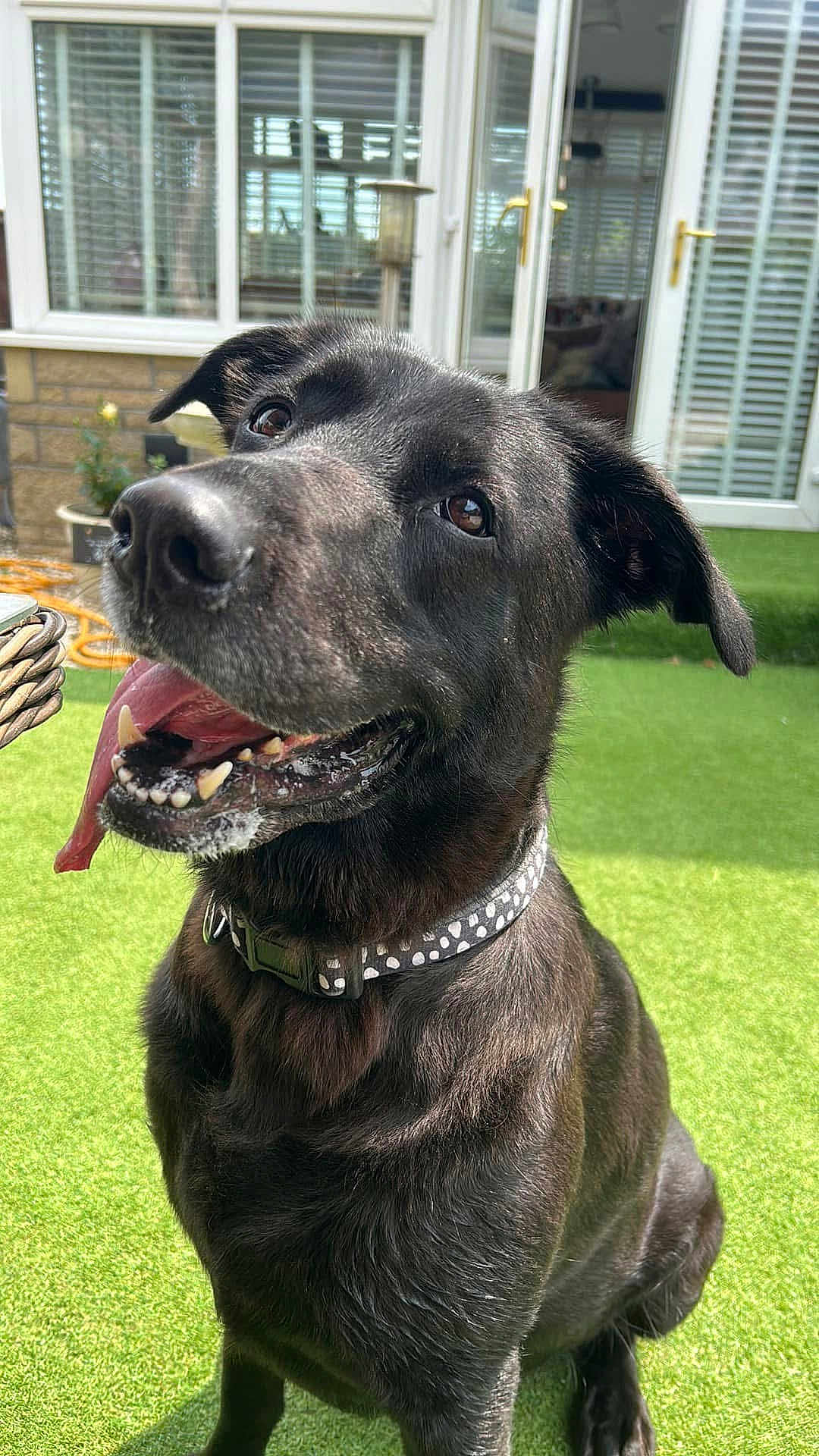 Nallah joined the competition — help win amazing prizes! dog, black_dog, collar, tongue_out, grass, outdoor, pet, happy, sitting, canine, animal, ears, mouth, teeth, nose, fur, backyard, door, window, sunlight