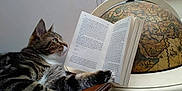 Loki participe au concours pour gagner de l'argent avec cette photo : cat, tabby, book, reading, globe, vintage, wooden_table, curious, indoor, feline, paw, white_paws, relaxed, animal, domestic_cat, fur, striped, side_view, literature, decor