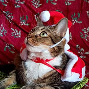 Loki participe au concours pour gagner de l'argent avec cette photo : cat, tabby_cat, santa_hat, christmas_costume, holiday_theme, pet, animal, feline, red_blanket, patterned_blanket, green_eyes, curious, costume, indoor, cozy, festive, relaxed, cute, domestic_cat, portrait