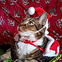 animal, cat, christmas_costume, costume, cozy, curious, cute, domestic_cat, feline, festive, green_eyes, holiday_theme, indoor, patterned_blanket, pet, portrait, red_blanket, relaxed, santa_hat, tabby_cat