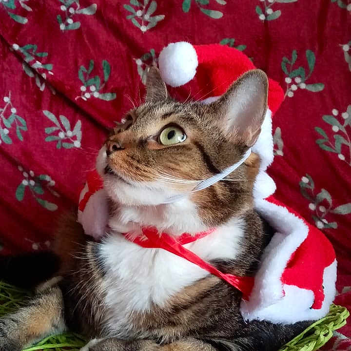 Loki participe au concours pour gagner de l'argent avec cette photo : animal, cat, christmas_costume, costume, cozy, curious, cute, domestic_cat, feline, festive, green_eyes, holiday_theme, indoor, patterned_blanket, pet, portrait, red_blanket, relaxed, santa_hat, tabby_cat