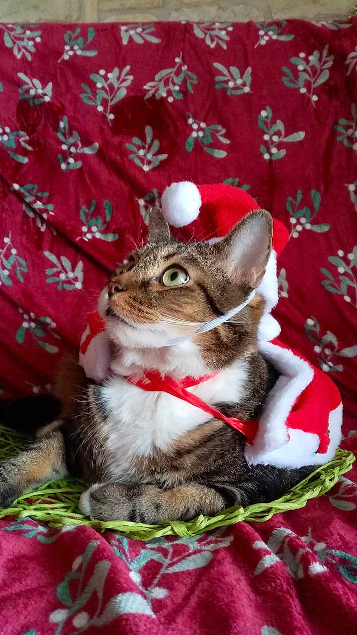 Loki