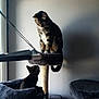 Loki a rejoint le concours — aidez-le/la à gagner de superbes lots ! cat, cats, cat_tree, indoor, pet, animal, feline, window, light, shadow, perch, sitting, looking, curious, domestic, fur, whiskers, playful, resting, two_cats
