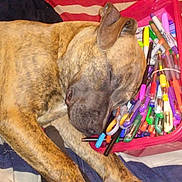 Aurora Sky joined the competition — help win amazing prizes! animal, bed, brindle, closeup, clothing, colorful, container, cozy, dog, furry, indoor, markers, napping, pens, pet, relaxed, resting, sleeping, stationery, striped_blanket