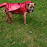 animal, brown_dog, canine, costume, daytime, dog, fence, funny_costume, grass, lawn, leaf, nature, outdoor, pet, playful, red, residential, standing, street, suburban
