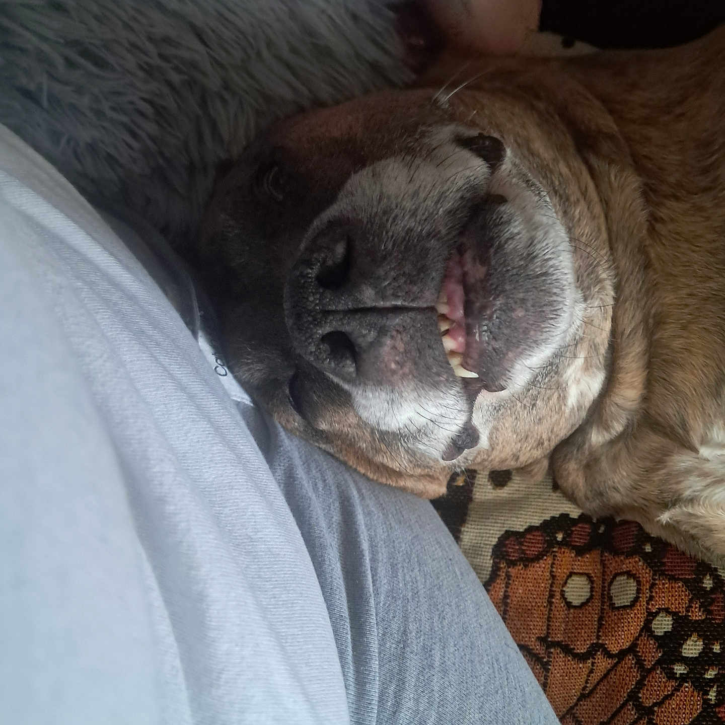 Aurora Sky joined the competition — help win amazing prizes! animal, brown_fur, carpet, close_up, companion, cozy, cute, dog, fur, gray_pants, gray_pillow, indoors, lying_down, person, pet, relaxed, resting, smiling, snuggle, teeth