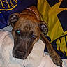 Aurora Sky joined the competition — help win amazing prizes! animal, blanket, blue, brown_dog, canine, closeup, collar, comfort, cute, dog, fabric, fur, indoor, looking_at_camera, paw, pet, relaxation, resting, soft_texture, yellow