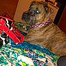 Aurora Sky joined the competition — help win amazing prizes! animal, bedspread, black, brindle, brown, collar, cozy, dog, dresser, fabric, flash, furniture, handbag, indoor, pattern, pet, purple, red, reflection, resting