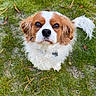 dog, grass, outdoor, pet, animal, brown, white, fluffy, cute, looking_up, nature, ears, tail, collar, adorable, small_dog, canine, fur, eyes, portrait