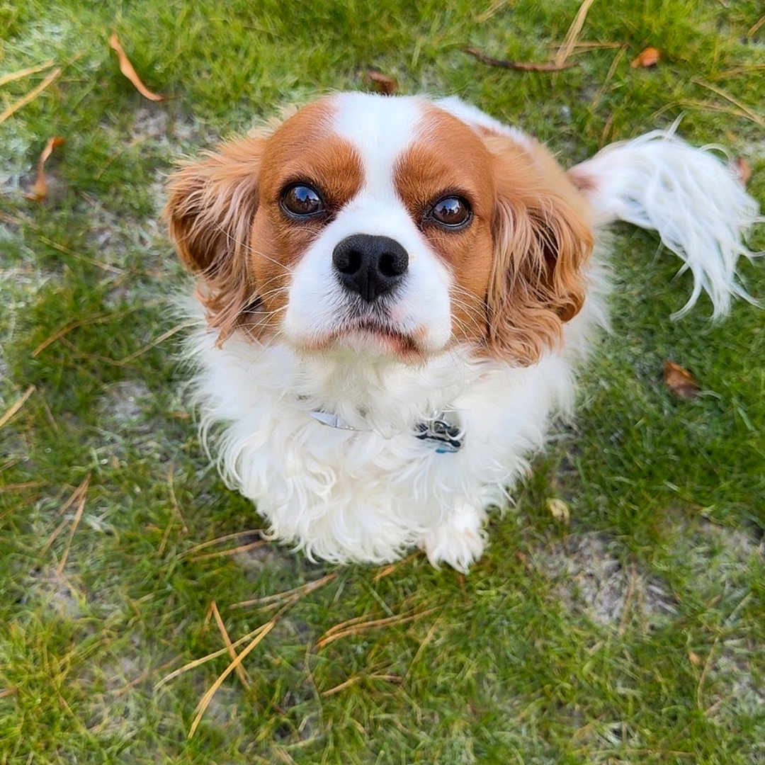 Louie is registered to the contest to win money with this photo: dog, grass, outdoor, pet, animal, brown, white, fluffy, cute, looking_up, nature, ears, tail, collar, adorable, small_dog, canine, fur, eyes, portrait