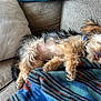 Mister Maxx is registered to the contest to win money with this photo: animal, blanket, comfort, couch, cozy, cute, dog, ears, fur, furry, home, indoor, paw, pet, relaxed, resting, sleeping, small_dog, snout, tongue_out