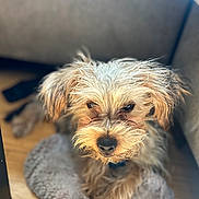 Mister Maxx joined the competition — help win amazing prizes! dog, pet, scruffy, fur, cute, animal, indoor, mat, floor, couch, brown, small, portrait, looking_up, furry, companion, domestic, canine, relaxed, cozy