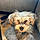 Mister Maxx