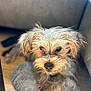 dog, pet, scruffy, fur, cute, animal, indoor, mat, floor, couch, brown, small, portrait, looking_up, furry, companion, domestic, canine, relaxed, cozy