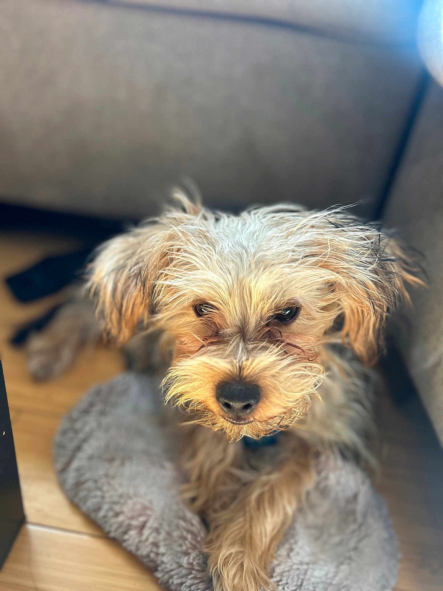 Mister Maxx joined the competition — help win amazing prizes! dog, pet, scruffy, fur, cute, animal, indoor, mat, floor, couch, brown, small, portrait, looking_up, furry, companion, domestic, canine, relaxed, cozy