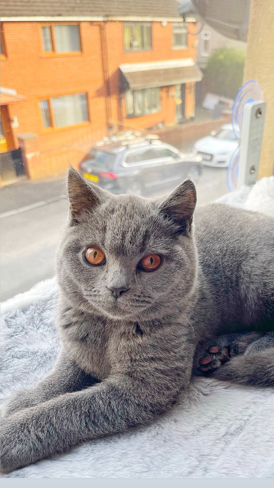 Shona joined the competition — help win amazing prizes! art, automotive_tire, building, carnivore, cat, domestic_short_haired_cat, felidae, fur, grey, paw, russian_blue, sitting, small_to_medium_sized_cats, snout, tail, terrestrial_animal, whiskers, window