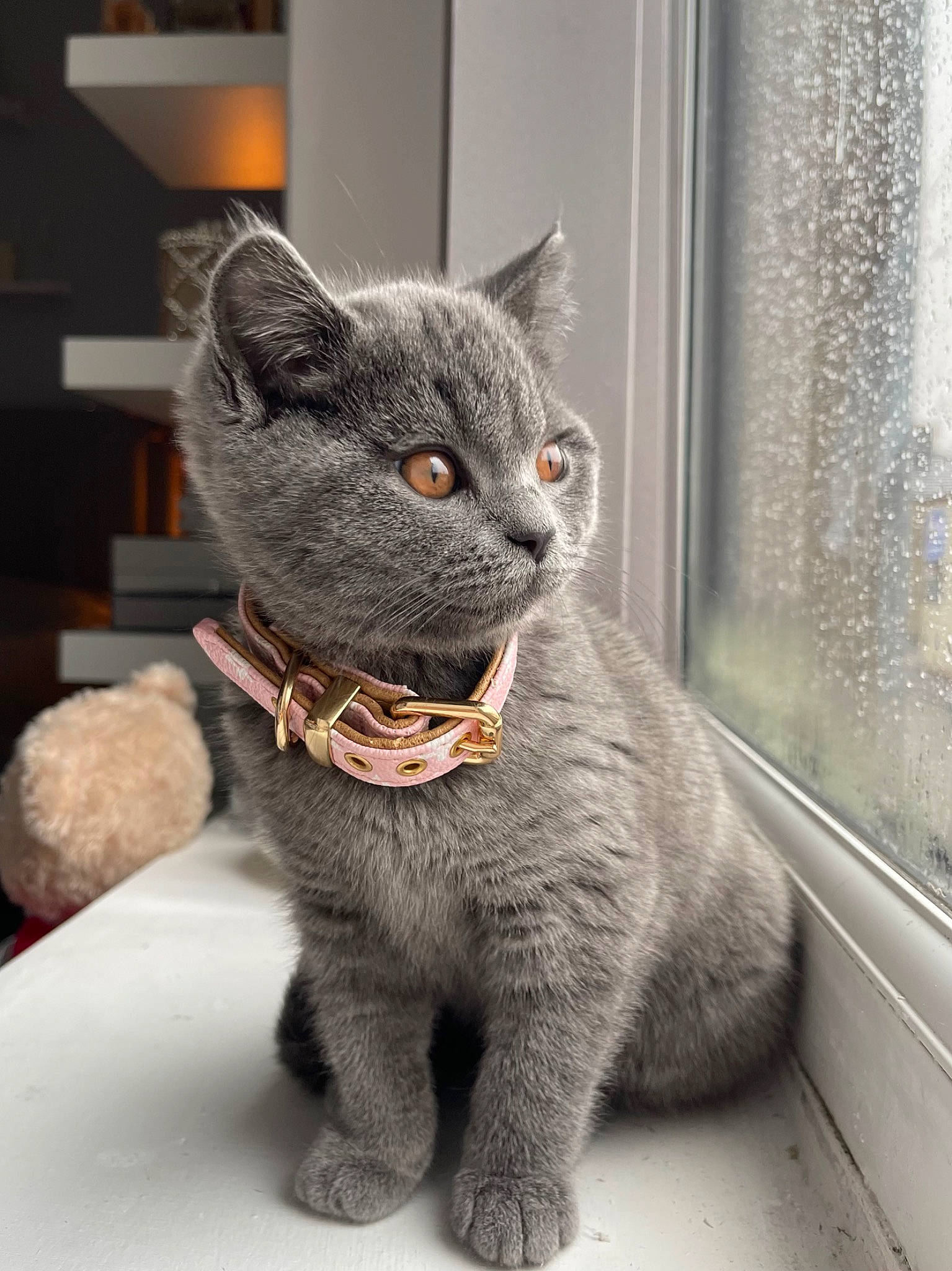 Shona is registered to the contest to win money with this photo: black_cat, carnivore, cat, cat_supply, claw, collar, domestic_short_haired_cat, felidae, fur, grey, paw, russian_blue, sitting, small_to_medium_sized_cats, snout, tail, terrestrial_animal, toy, whiskers, window