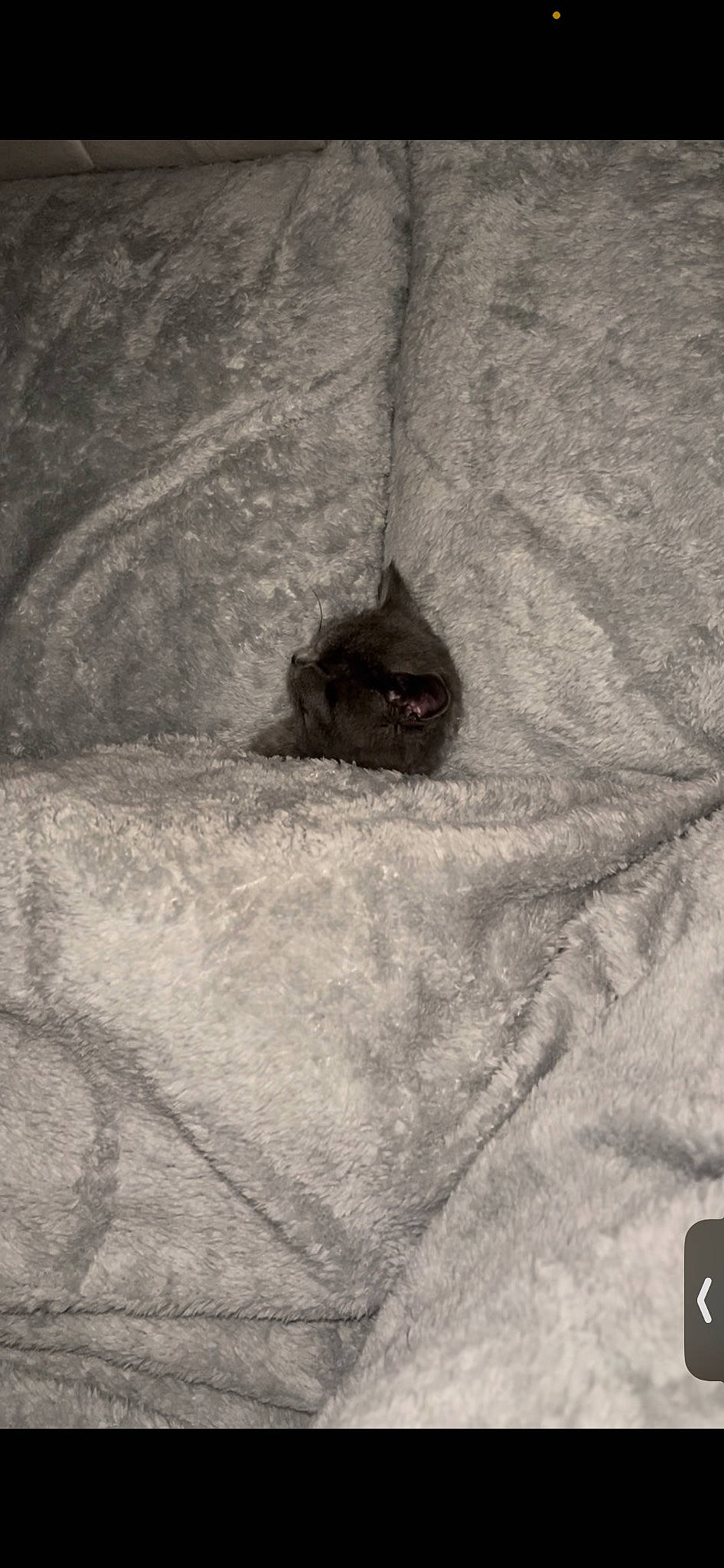 Shona is registered to the contest to win money with this photo: cement, concrete, font, foot, fur, grey, linens, monochrome, monochrome_photography, pattern, pest, rock, shadow, snout, still_life_photography, visual_arts, wildlife, wood, wrinkle