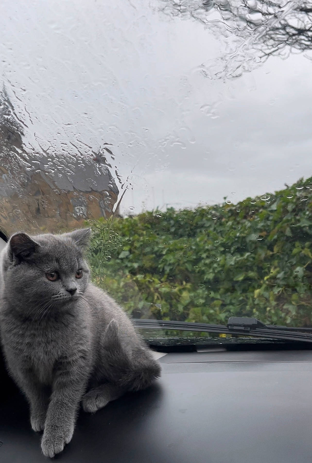 Shona joined the competition — help win amazing prizes! carnivore, cat, domestic_short_haired_cat, fawn, felidae, fur, glass, grass, lake, paw, plant, reservoir, russian_blue, sky, small_to_medium_sized_cats, tail, tree, whiskers, window, windshield