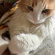 Milo is registered to the contest to win money with this photo: cat, fluffy, orange, white, fur, closeup, pet, animal, relaxed, paws, blanket, indoors, soft, cute, mammal, whiskers, resting, cozy, portrait, feline