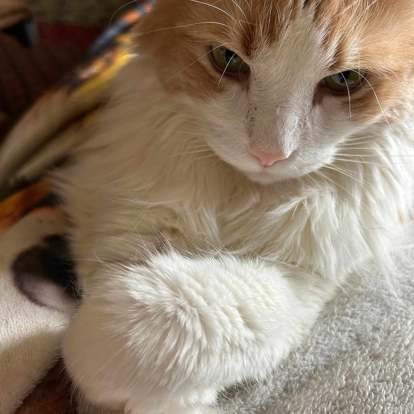 Milo