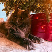 Joey is registered to the contest to win money with this photo: cat, gray_cat, fluffy_cat, christmas_tree, tree_lights, red_tree_stand, wood_floor, indoor, pet, animal, holiday, decor, fur, whiskers, relaxed, laying_down, close_up, orange_eyes, cozy, festive