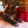 cat, gray_cat, fluffy_cat, christmas_tree, tree_lights, red_tree_stand, wood_floor, indoor, pet, animal, holiday, decor, fur, whiskers, relaxed, laying_down, close_up, orange_eyes, cozy, festive