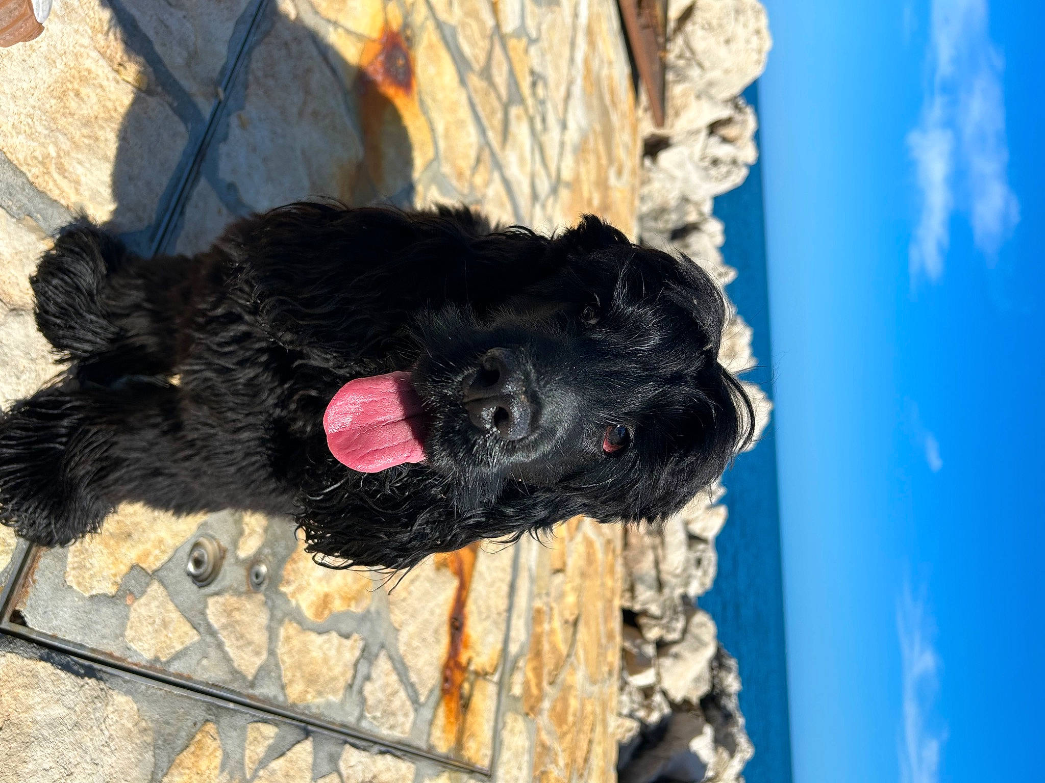 Ucky participe au concours pour gagner de l'argent avec cette photo : canidae, carnivore, cloud, collar, companion_dog, dog, dog_breed, fur, labradoodle, murray_river_curly_coated_retriever, sky, snout, sporting_group, tail, terrier, tree, water, water_dog, working_animal