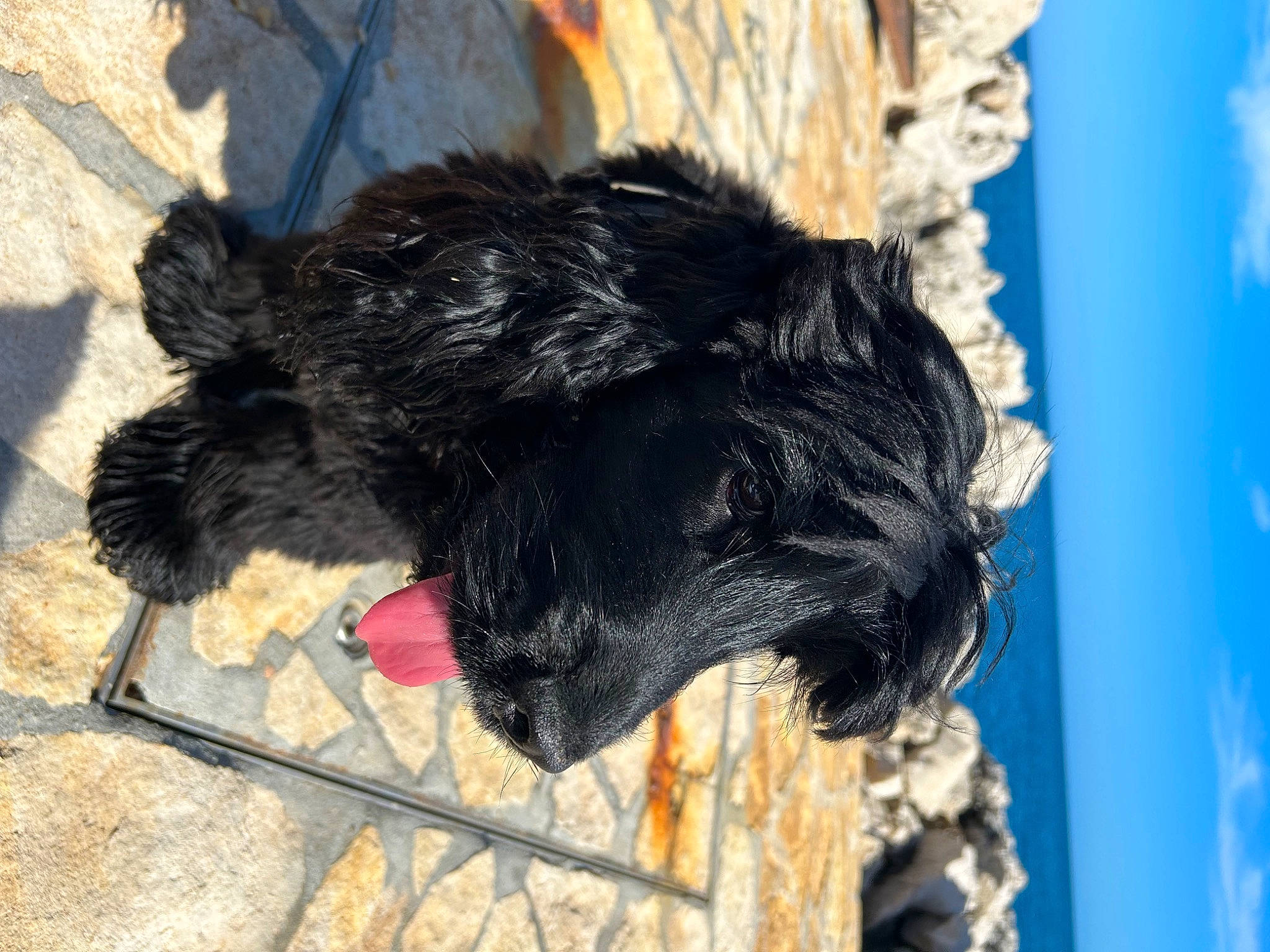 Ucky a rejoint le concours — aidez-le/la à gagner de superbes lots ! canidae, carnivore, claw, dog, dog_breed, electric_blue, fur, livestock, sky, snout, sporting_group, tail, terrestrial_animal, trunk, water, working_animal