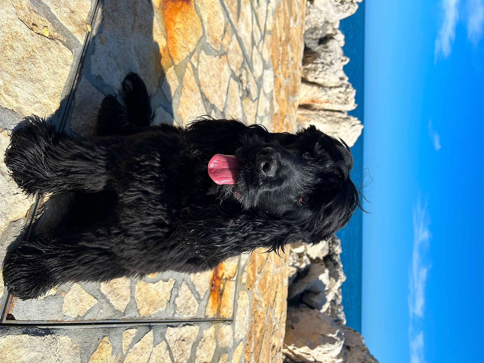 Ucky participe au concours pour gagner de l'argent avec cette photo : art, canidae, carnivore, cloud, dog, dog_breed, electric_blue, fur, murray_river_curly_coated_retriever, plant, sky, snout, sporting_group, tail, tree, trunk, water, working_animal