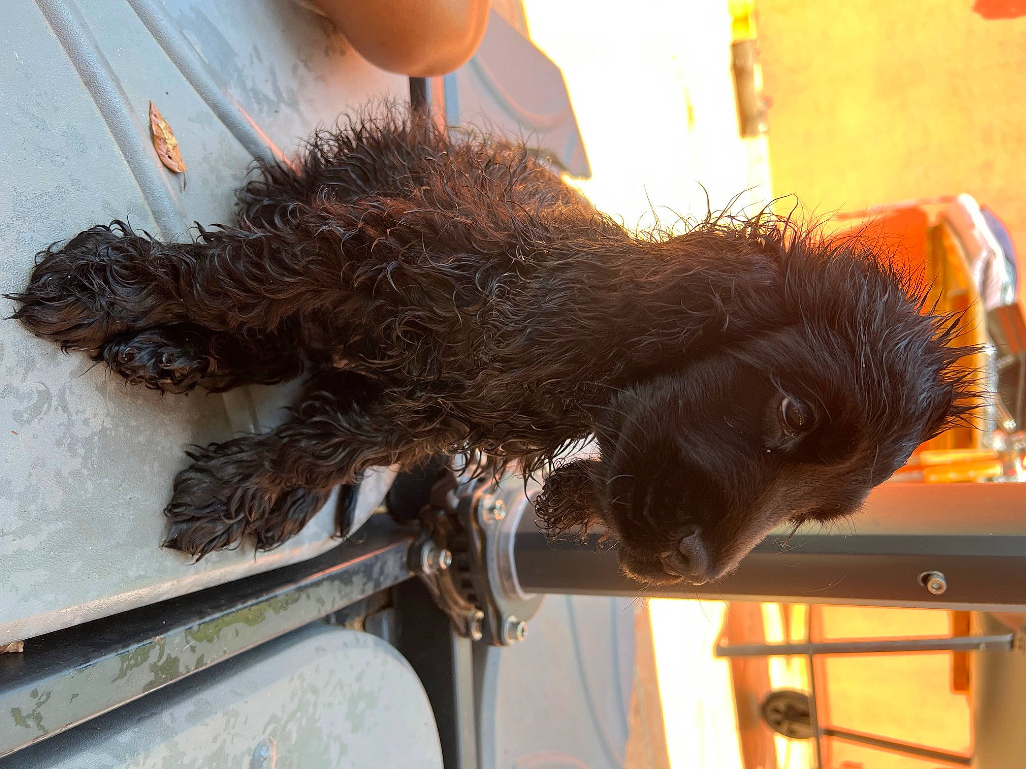 Ucky participe au concours pour gagner de l'argent avec cette photo : art, beak, claw, feather, flightless_bird, fur, helmet, liver, metal, ratite, snout, sporting_group, tail, terrestrial_animal, wing, wood