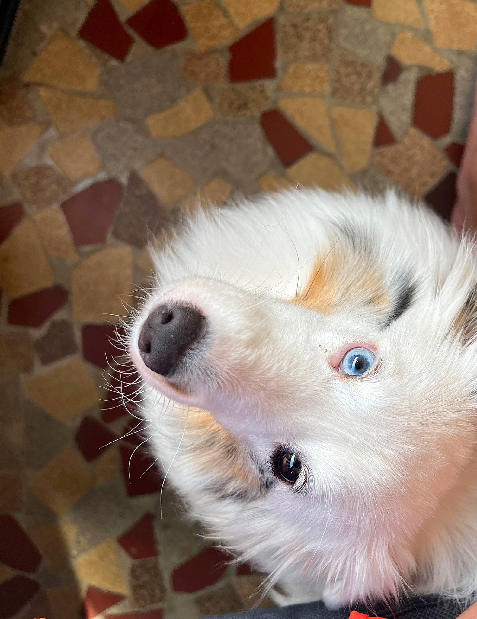 Snow participe au concours pour gagner de l'argent avec cette photo : canidae, carnivore, claw, companion_dog, dog, dog_breed, fawn, felidae, flooring, fur, hardwood, non_sporting_group, paw, puppy, samoyed, small_to_medium_sized_cats, sporting_group, tile_flooring, whiskers, working_animal