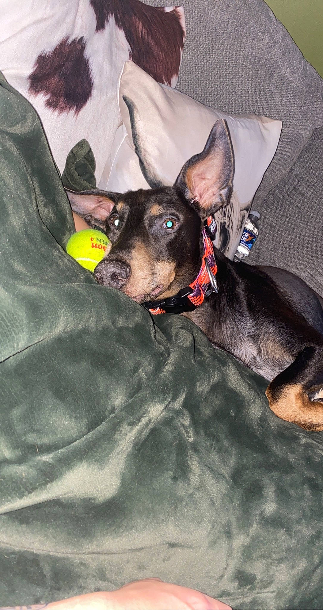 Loki is registered to the contest to win money with this photo: carnivore, collar, companion_dog, dog, dog_breed, dog_clothes, dog_collar, dog_supply, ear, fawn, fur, guard_dog, leash, paw, snout, sporting_group, toy_dog, whiskers, working_animal, working_dog