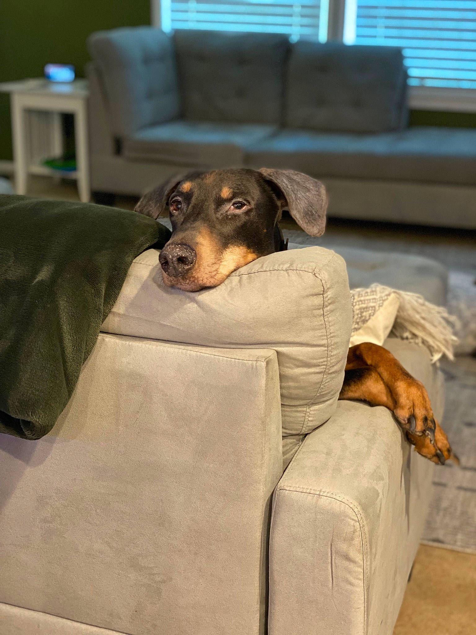 Loki is registered to the contest to win money with this photo: carnivore, comfort, companion_dog, couch, dog, dog_breed, fawn, flooring, grey, guard_dog, sporting_group, terrestrial_animal, window, window_blind, working_animal, working_dog