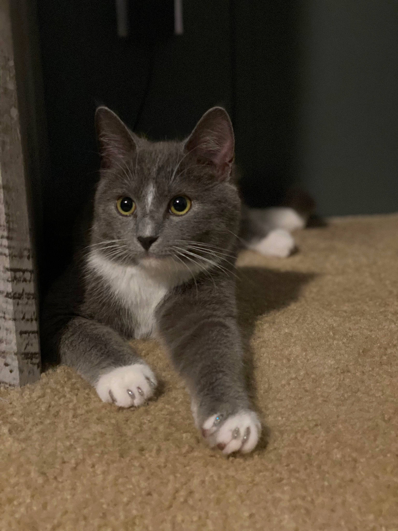 Tchalla joined the competition — help win amazing prizes! carnivore, cat, claw, domestic_short_haired_cat, fawn, felidae, flooring, fur, grey, paw, sitting, small_to_medium_sized_cats, snout, tail, terrestrial_animal, whiskers, window