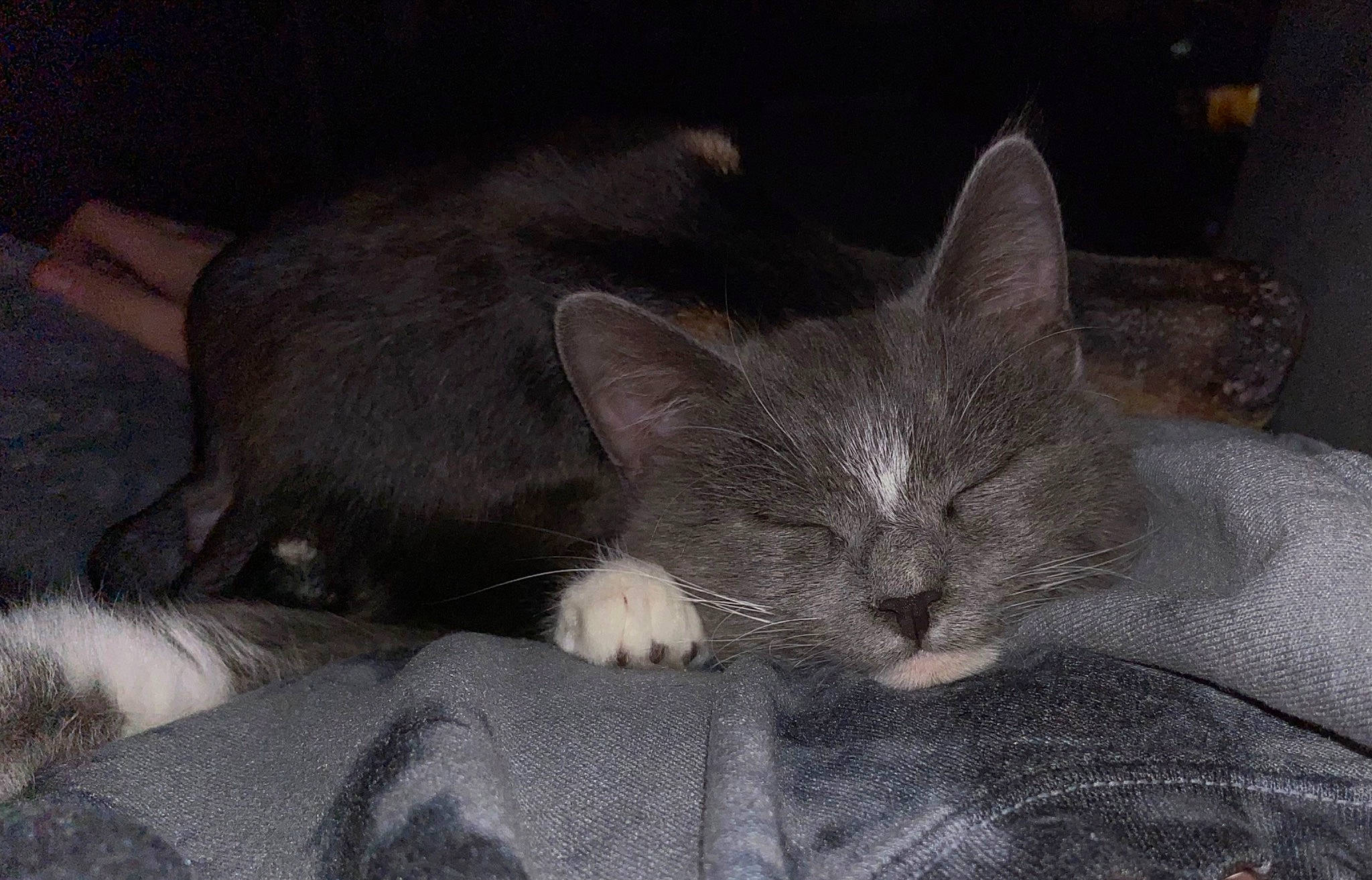 Tchalla is registered to the contest to win money with this photo: carnivore, cat, cat_bed, cat_supply, claw, comfort, domestic_short_haired_cat, felidae, fur, grey, nap, paw, russian_blue, small_to_medium_sized_cats, tail, terrestrial_animal, whiskers