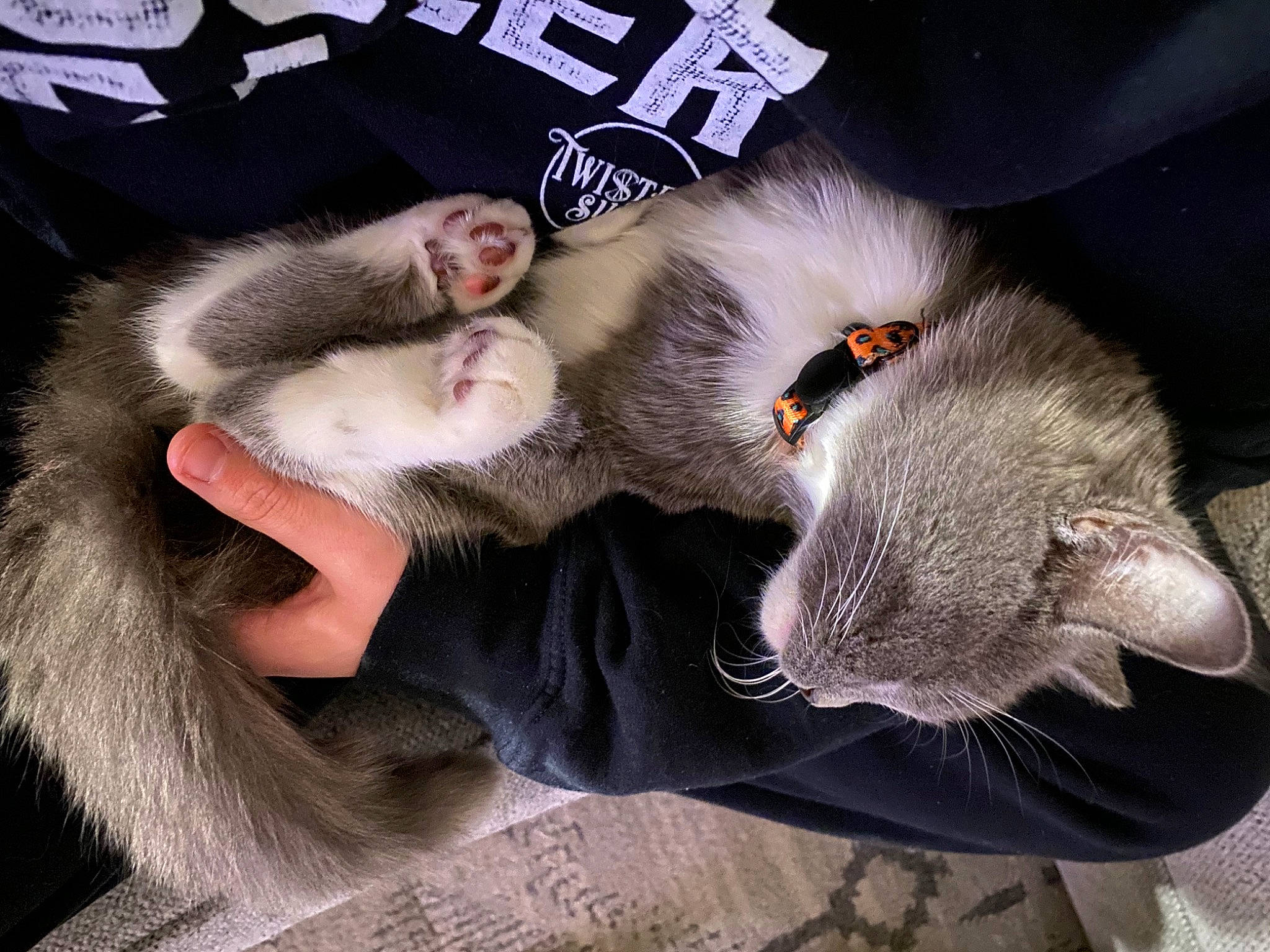 Tchalla joined the competition — help win amazing prizes! canidae, carnivore, cat, claw, comfort, companion_dog, domestic_short_haired_cat, ear, fang, fawn, felidae, fur, gesture, jaw, koala, paw, small_to_medium_sized_cats, snout, tail, whiskers