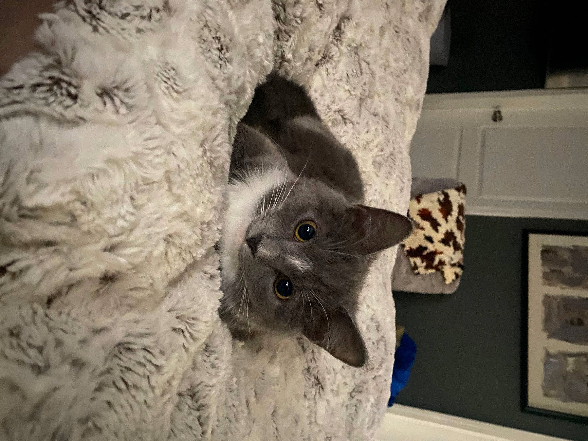 Tchalla joined the competition — help win amazing prizes! canidae, carnivore, cat, comfort, couch, domestic_short_haired_cat, fawn, felidae, fur, grey, monochrome, paw, plant, room, russian_blue, small_to_medium_sized_cats, snout, tail, tree, whiskers