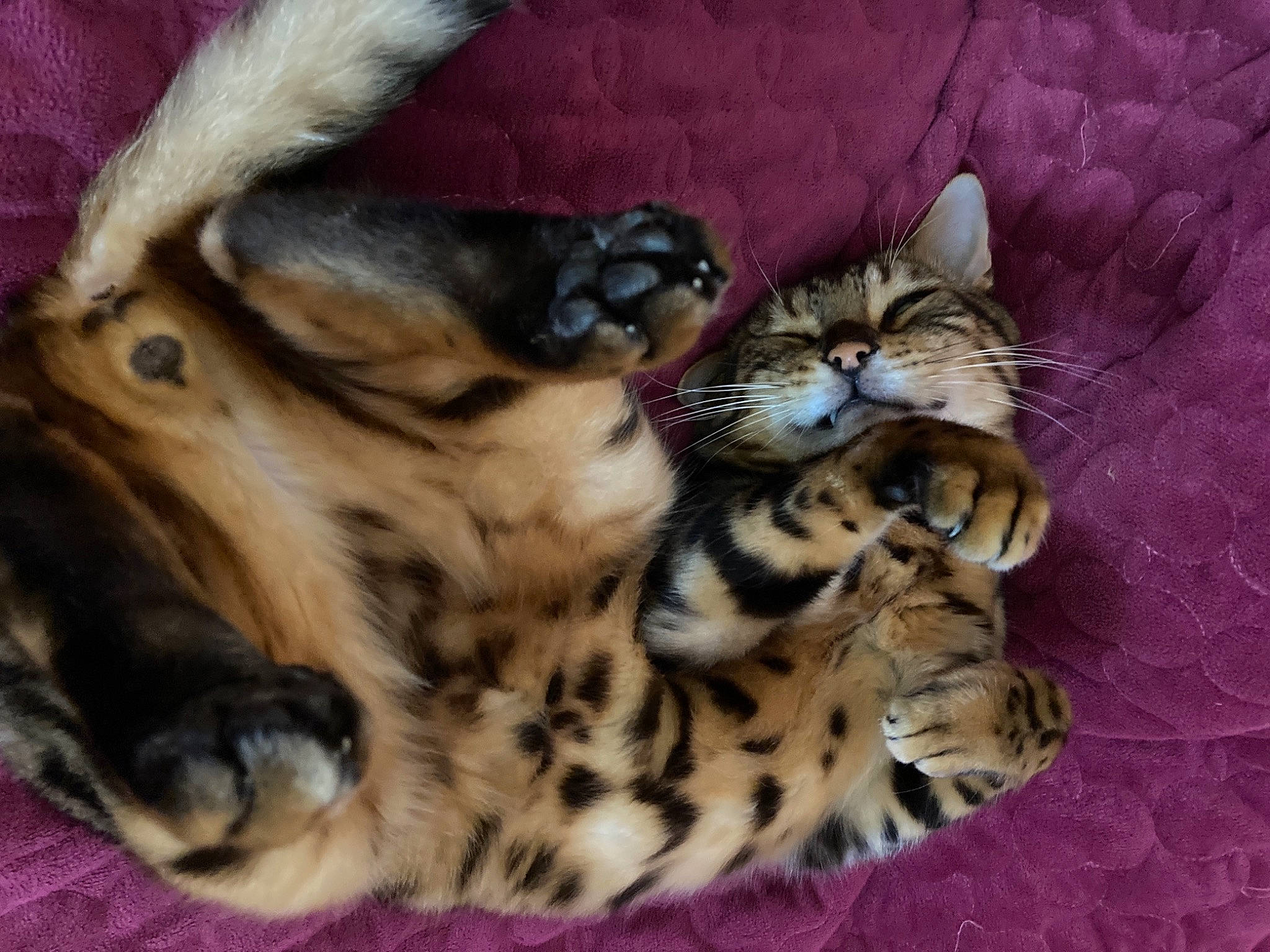 Loki participe au concours pour gagner de l'argent avec cette photo : big_cats, carnivore, cat, claw, comfort, domestic_short_haired_cat, fawn, felidae, fur, nap, pattern, paw, sleep, small_to_medium_sized_cats, snout, tail, terrestrial_animal, toy, whiskers, wildlife