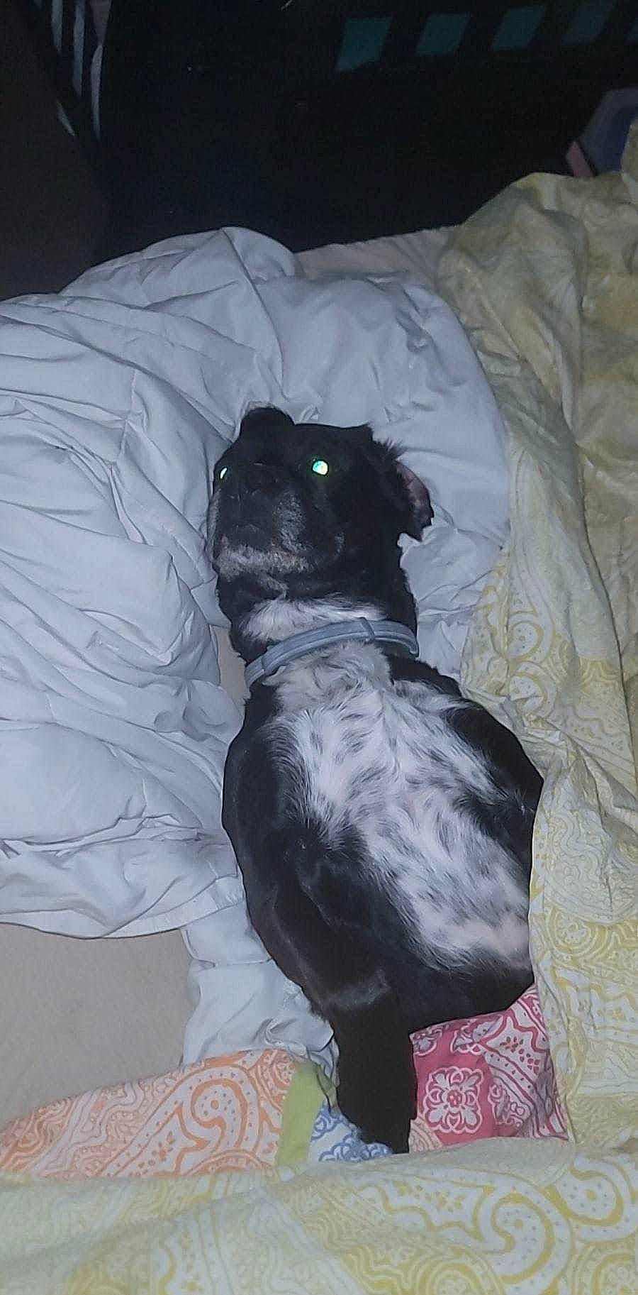 Jack joined the competition — help win amazing prizes! bed, canidae, carnivore, comfort, companion_dog, dog, dog_breed, dog_supply, fur, grey, guard_dog, linens, liver, nap, sleeve, sporting_group, tail, terrestrial_animal, toy_dog, working_animal