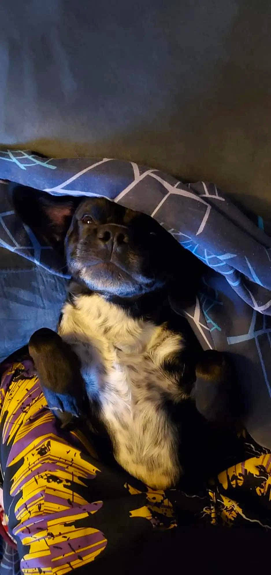 Jack joined the competition — help win amazing prizes! canidae, carnivore, companion_dog, dog, dog_breed, electric_blue, fur, guard_dog, hat, puppy, sporting_group, toy_dog, whiskers, working_animal