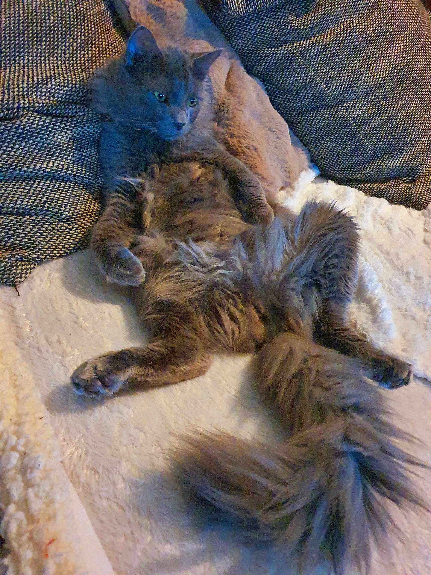 Chambéry a rejoint le concours — aidez-le/la à gagner de superbes lots ! cat, gray_cat, fluffy, relaxed, lounging, blanket, cushion, indoor, pet, feline, tail, fur, cozy, resting, animal, domestic_animal, cute, sleepy, comfort, home