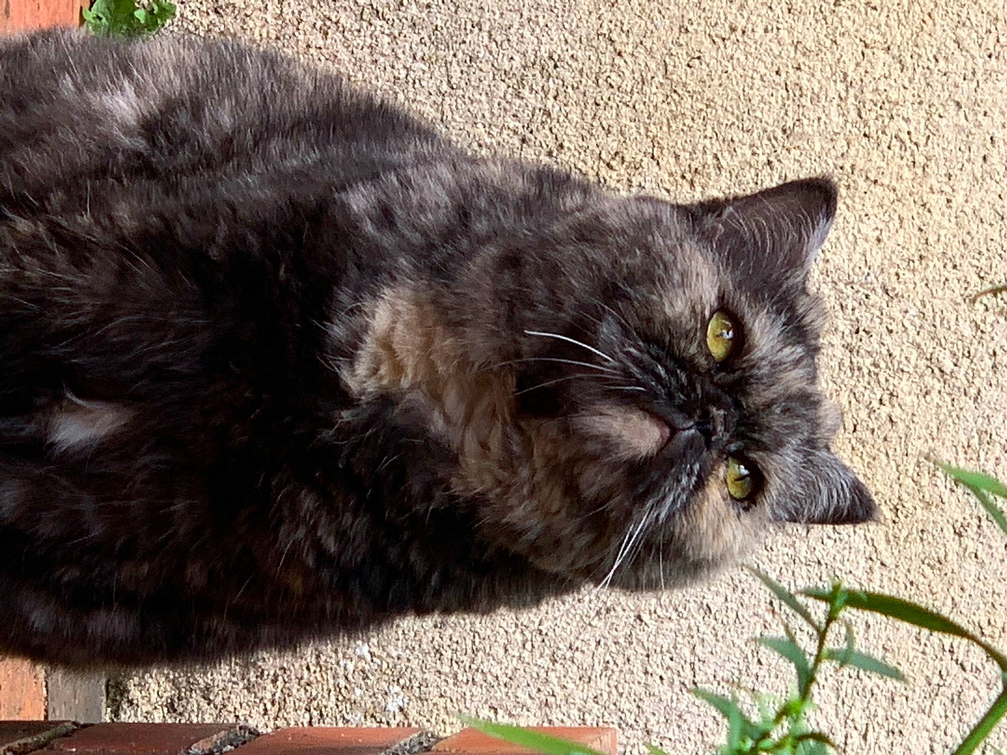 Chichka participe au concours pour gagner de l'argent avec cette photo : black_cat, carnivore, cat, claw, domestic_short_haired_cat, felidae, fur, grass, grey, groundcover, paw, plant, small_to_medium_sized_cats, snout, tail, terrestrial_animal, whiskers