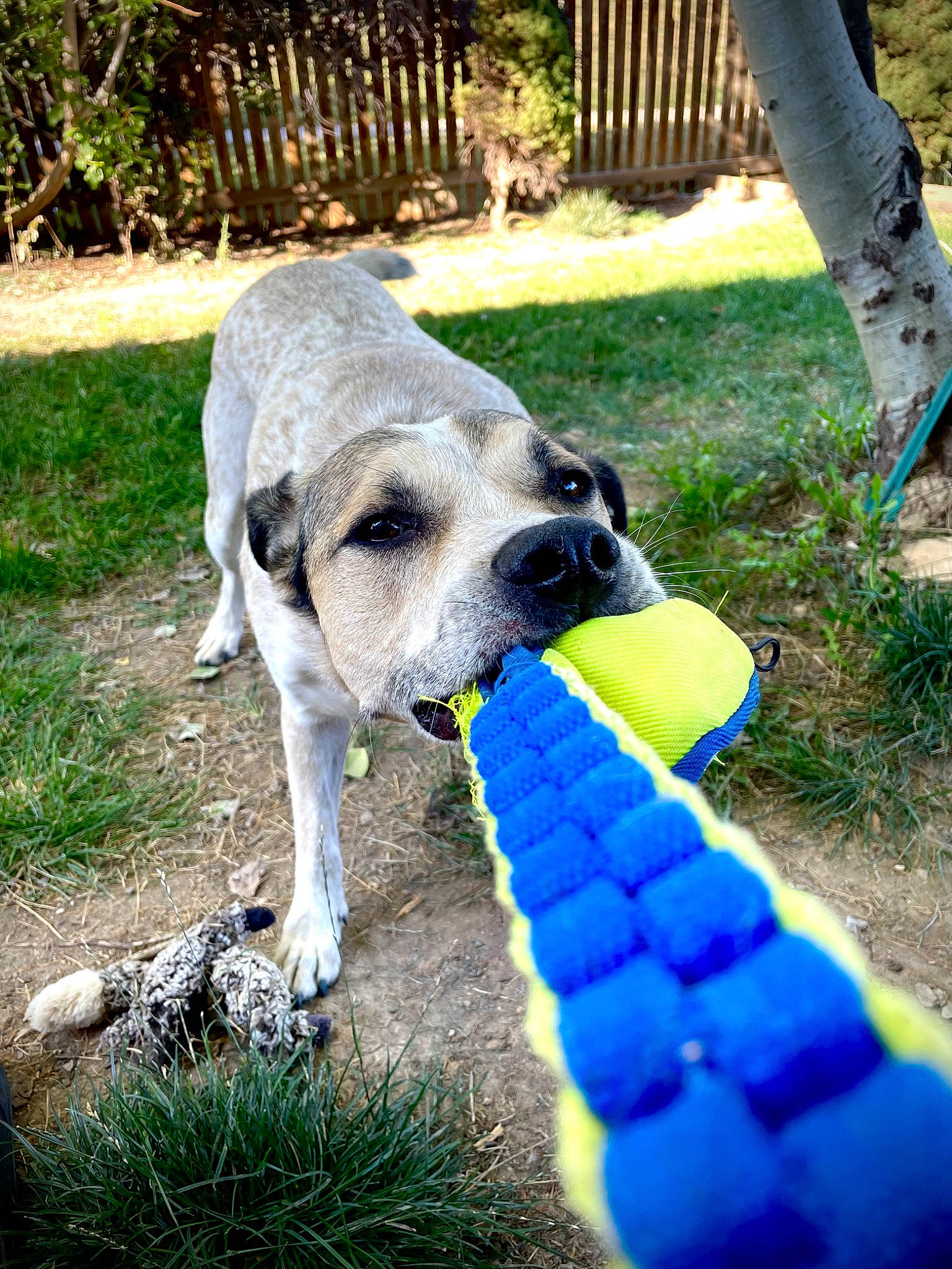 Oggie is registered to the contest to win money with this photo: ball, canidae, carnivore, companion_dog, dog, dog_breed, dog_supply, dog_toy, electric_blue, fence, grass, pet_supply, plant, recreation, snout, sporting_group, tail, tennis_ball, terrestrial_animal, working_animal