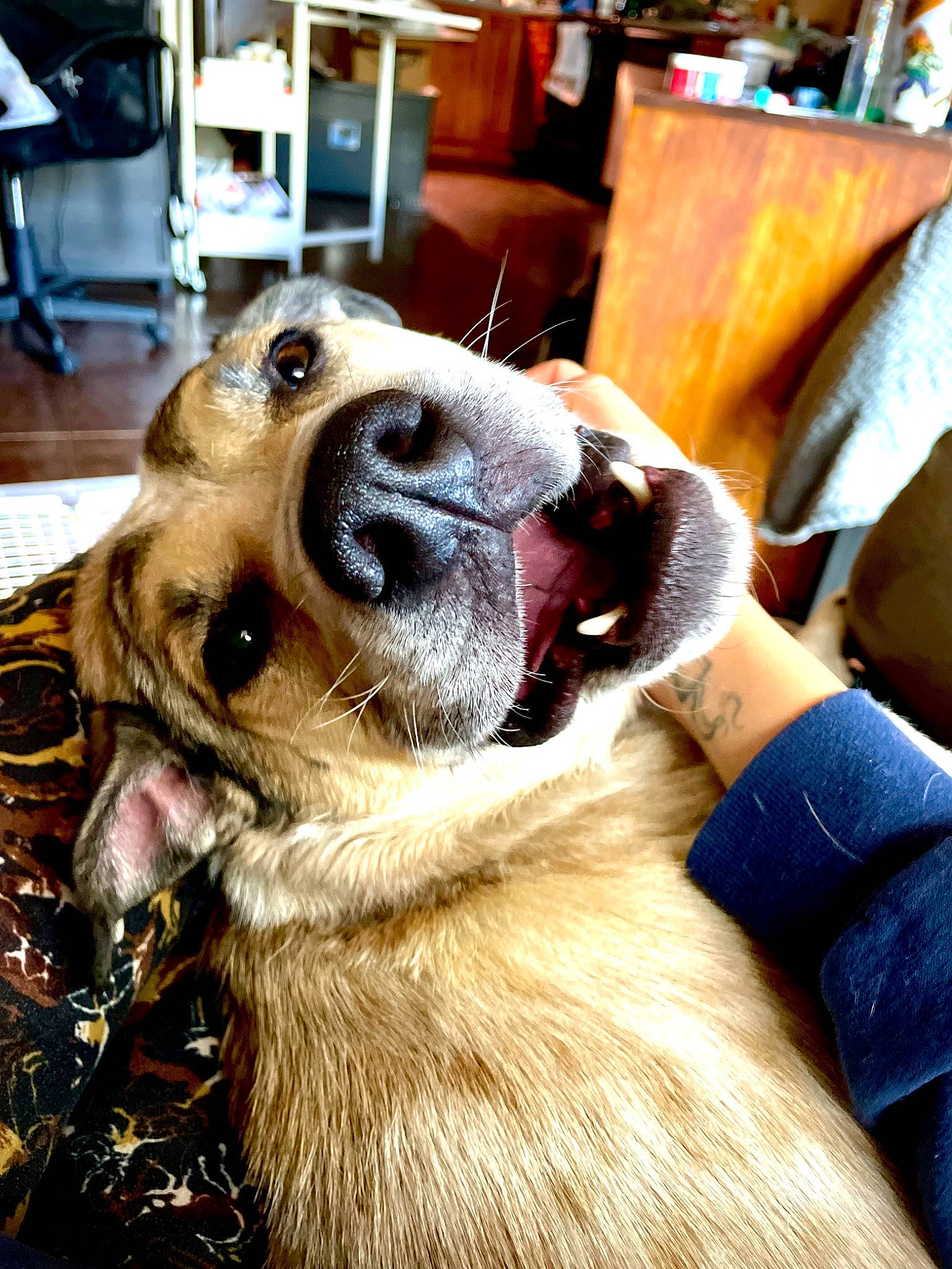 Oggie joined the competition — help win amazing prizes! ancient_dog_breeds, carnivore, chair, collar, companion_dog, dog, dog_breed, dog_collar, fawn, fur, giant_dog_breed, guard_dog, leash, paw, puppy_love, selfie, whiskers, wood, working_animal, working_dog