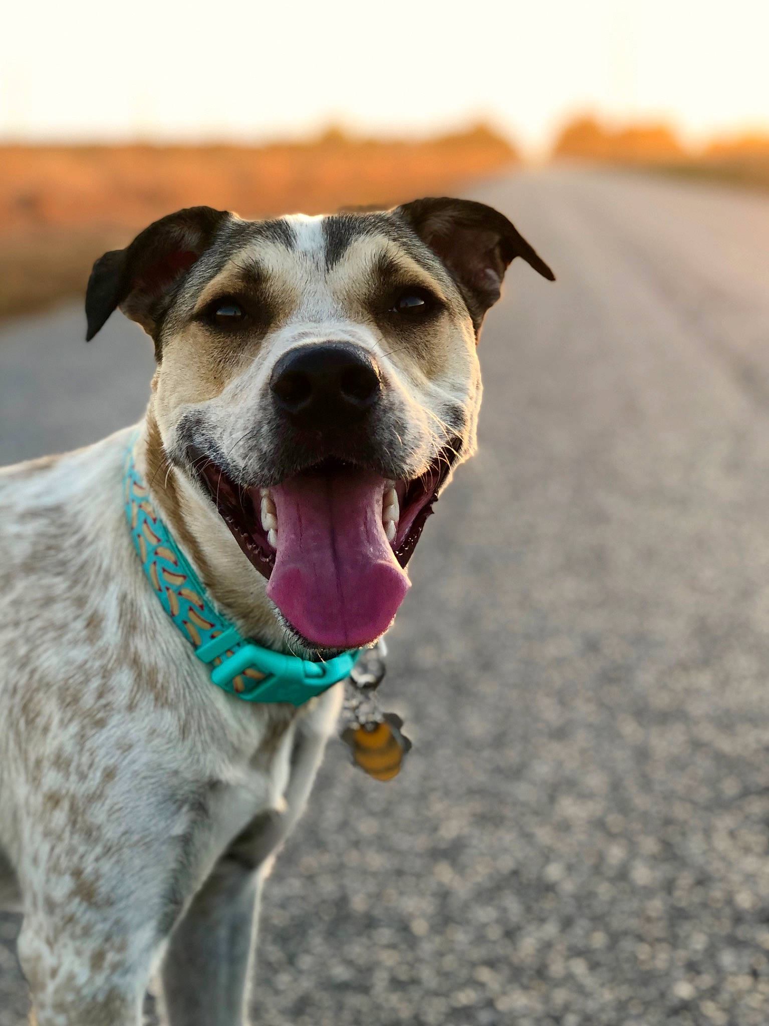 Oggie is registered to the contest to win money with this photo: canidae, carnivore, collar, companion_dog, dog, dog_breed, dog_collar, fawn, happy, landscape, leash, pet_supply, sand, sky, smile, snout, sporting_group, whiskers, working_animal, working_dog