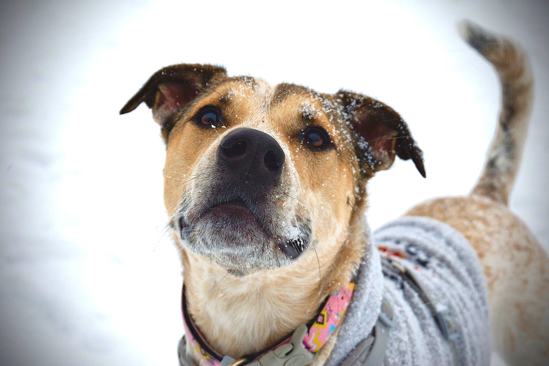 Oggie is registered to the contest to win money with this photo: canidae, carnivore, collar, companion_dog, dog, dog_breed, dog_collar, dog_supply, fawn, fur, leash, non_sporting_group, pet_supply, snout, sporting_group, terrestrial_animal, whiskers, winter, working_animal, working_dog
