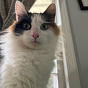 Ali joined the competition — help win amazing prizes! cat, calico, fluffy, indoor, curious, wide_eyes, pet, animal, whiskers, pink_nose, window, curtain, fur, close_up, portrait, domestic_cat, looking, mammal, face, ears
