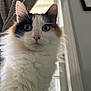 cat, calico, fluffy, indoor, curious, wide_eyes, pet, animal, whiskers, pink_nose, window, curtain, fur, close_up, portrait, domestic_cat, looking, mammal, face, ears