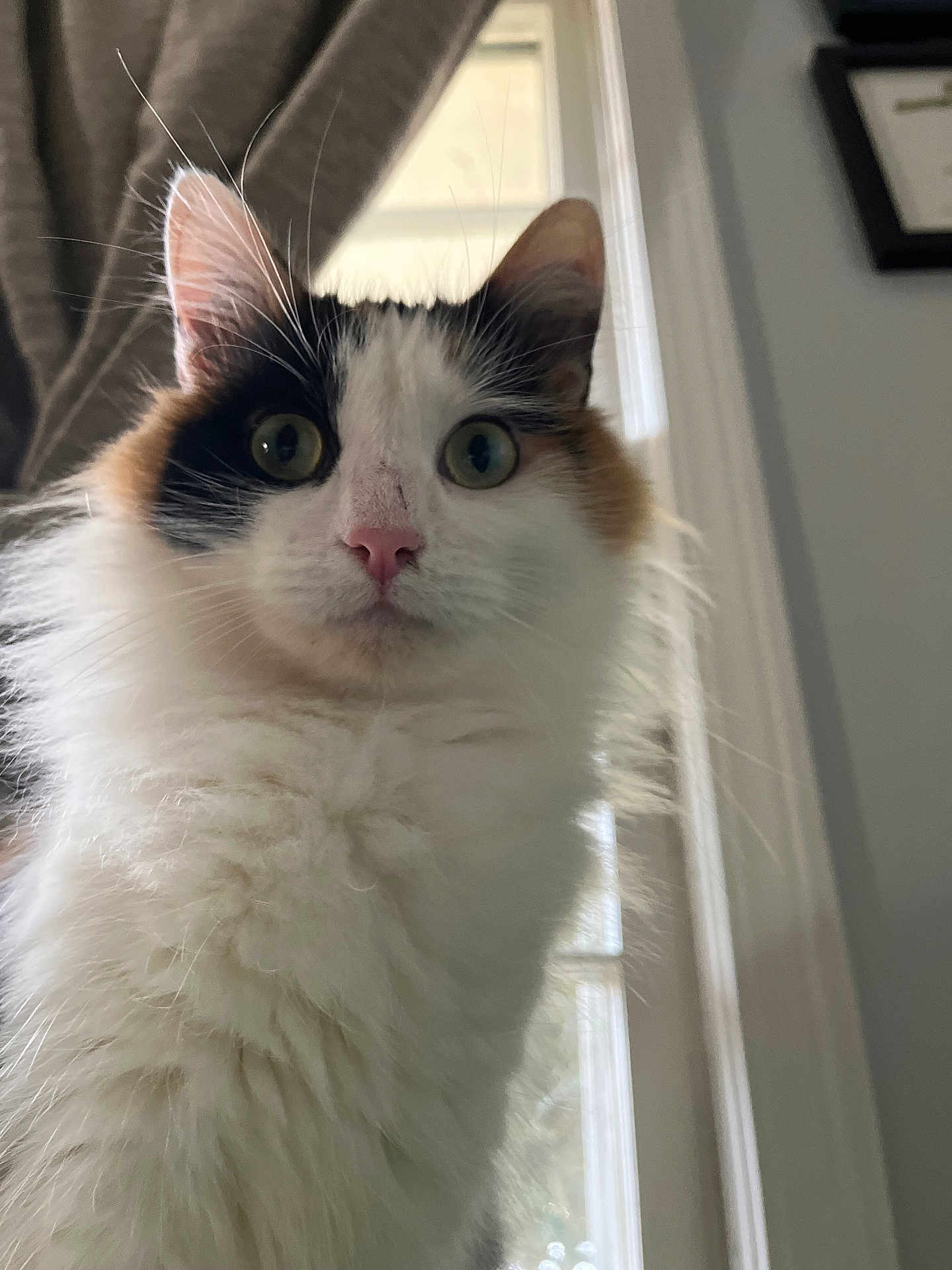 Ali